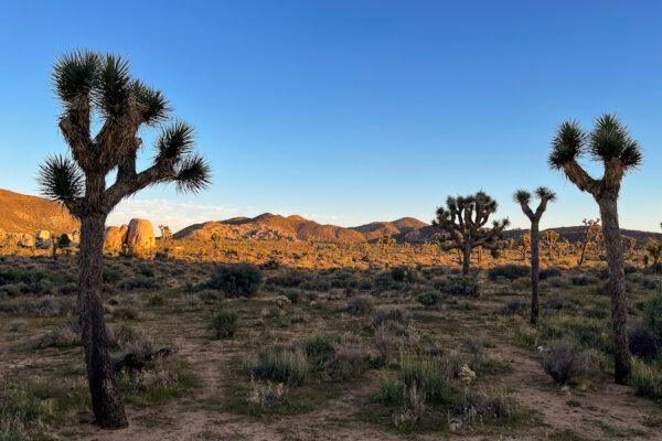 Joshua Tree during a dark sky photography workshop, led by Desert Institute on Sept. 16, 2023. (Julia Carmel/Los Angeles Times/TNS)