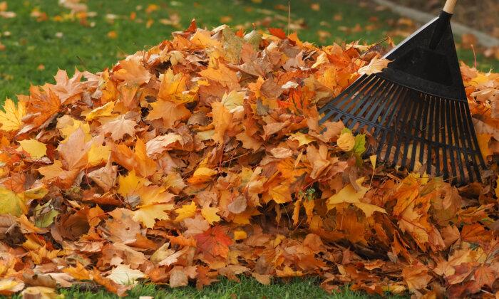 Why You Shouldn’t Rake Your Leaves This Autumn
