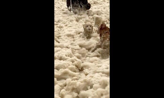 Dogs Run Through Sea Foam Created by Storm Babet Off British Coast