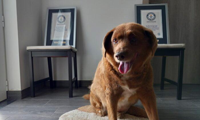 World’s Oldest Dog Ever Dies in Portugal, Aged 31