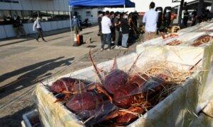 Beijing to Lift Ban on Australian Lobster Exports by End of Year