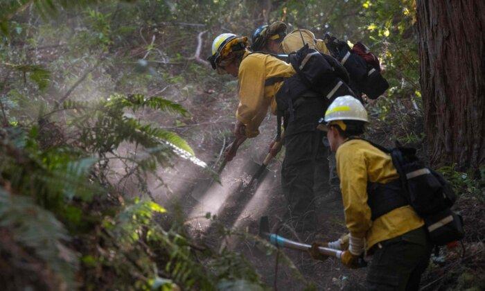 Volunteer crews clear brush around Redwood trees before a prescribed burn at Wilder Ranch State Park near Santa Cruz, Calif., on Oct. 13, 2023. (Nic Coury/AFP via Getty Images)