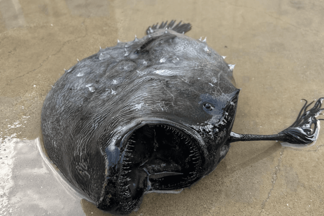 Rare Deep-Sea Anglerfish Washes Up in Southern California