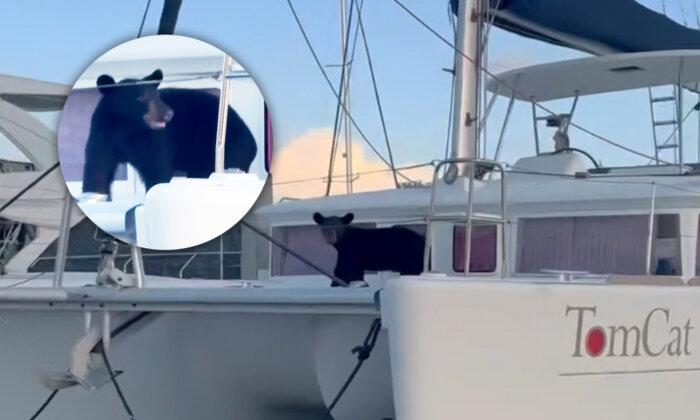VIDEO: Cheeky Florida Black Bear Spotted Having a ‘Daycation’ on a Luxury Yacht