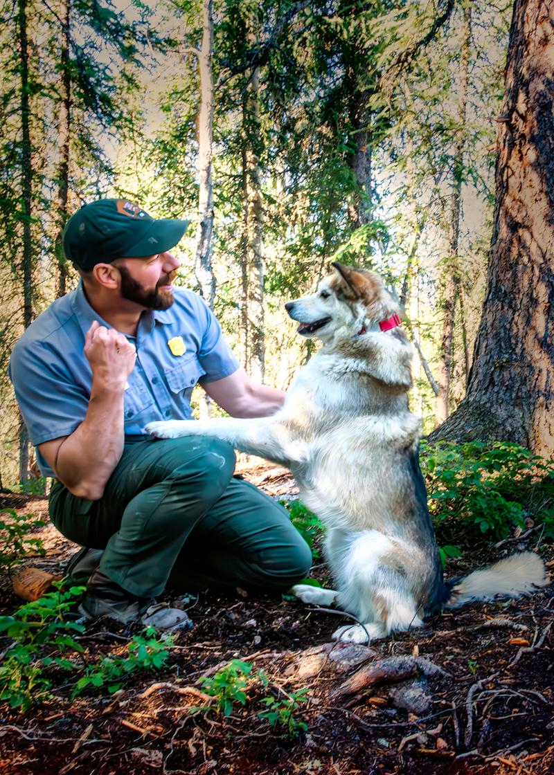 Canine ranger Jason Reppert plays with Party, a 7-year-old female Alaskan Husky lead dog at the Denali National Park sled dog kennels. (Maria Coulson)
