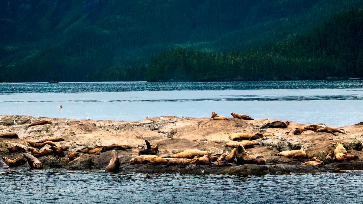 Harbor seals rest on a rocky outcropping in Prince William Sound. (Maria Coulson)