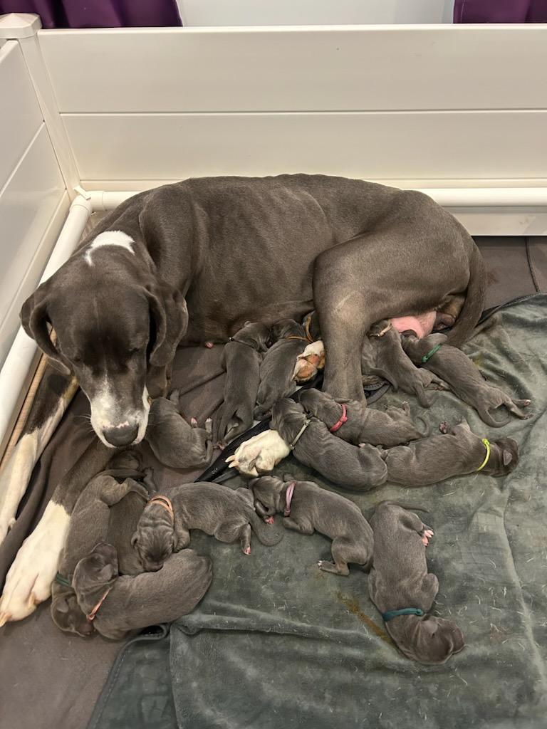 Meadow the 2-year-old Great Dane with her recent litter of 15 puppies. (Courtesy of Perfectly Imperfect Pups)