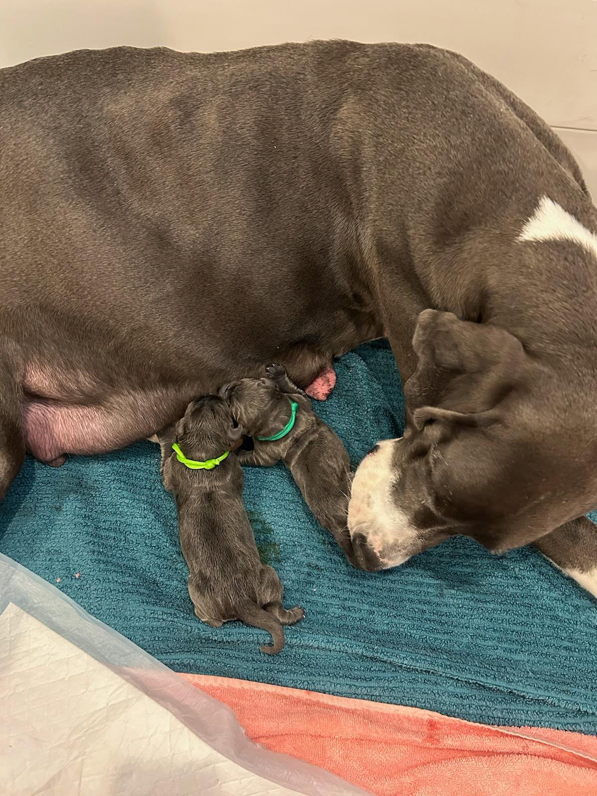 Meadow nursing her litter of puppies. (Courtesy of Perfectly Imperfect Pups)