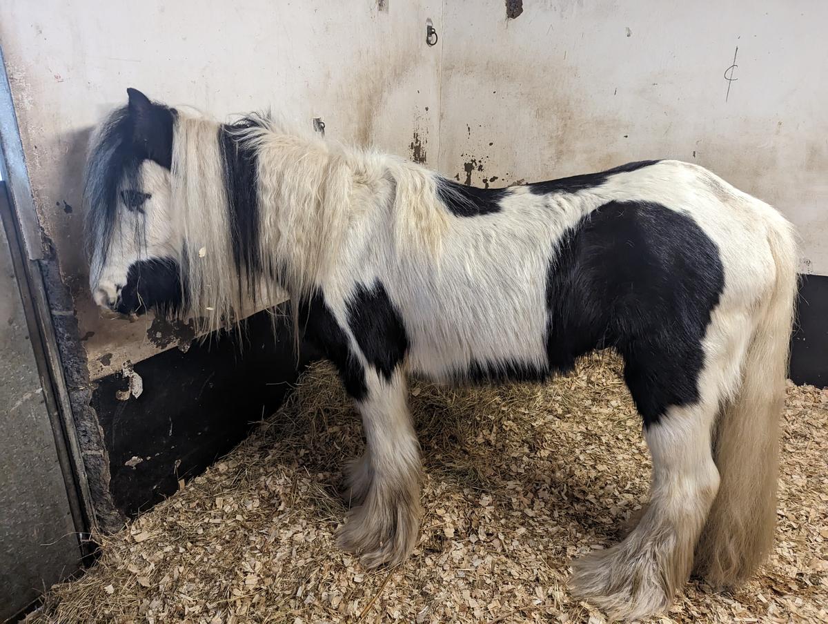 Pluto the pony before being rescued. (Courtesy of <a href="https://www.facebook.com/RSPCA">RSPCA</a>)