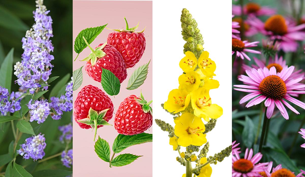 Chasteberry vitex, Raspberry, Mullein, and Echinacea. (Alex Manders; Agave Studio; Scisetti Alfio and Audrey Wilson1/Shutterstock)