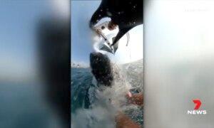 Caught on Camera: Australian Windsurfer Hit by Airborne Whale