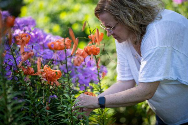 Sue Olson harvests some tiger lily seeds in her garden on Friday, Aug. 4, 2023 in Mankato, Minn. ] (LEILA NAVIDI/TNS)