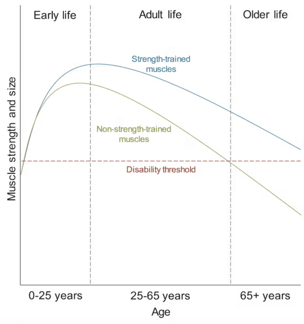 Typical age-related changes in muscle strength and size with and without strength training. (Zachary Gillen)