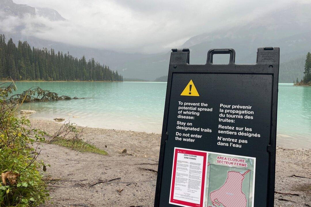 Parks Canada Says Whirling Disease Could Decimate Fish, Respect BC Closures