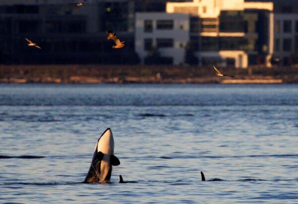 Orca whales swim in Elliott Bay in Seattle on Oct. 12, 2023. (Jamie Kinney via AP)