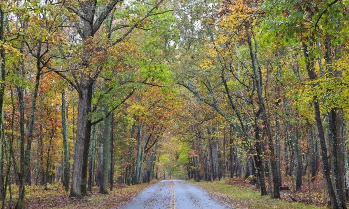 Here Are the 3 Most Scenic Drives for Fall Foliage in SC, New Survey Shows