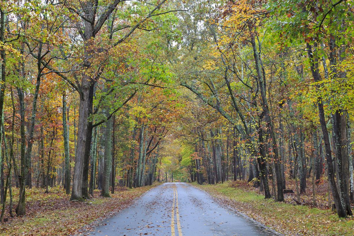 Here Are the 3 Most Scenic Drives for Fall Foliage in SC, New Survey Shows