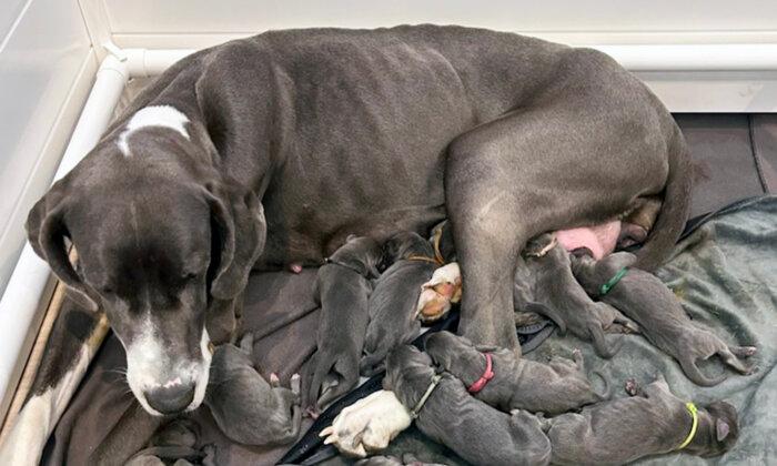 Great Dane Survives Multiple Surrenders, Gives Birth to a Huge Litter of 15 Puppies