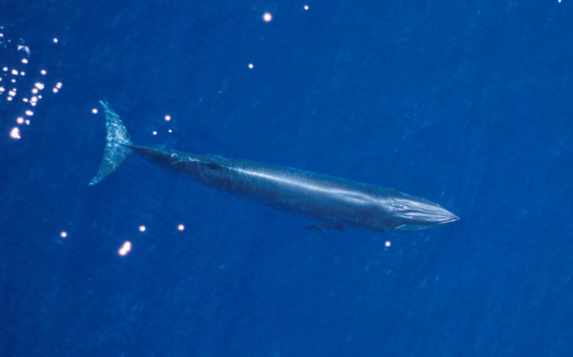 Oceanic Agency Rejects Petition to Slow Gulf of Mexico Shipping in Bid to Protect Whales