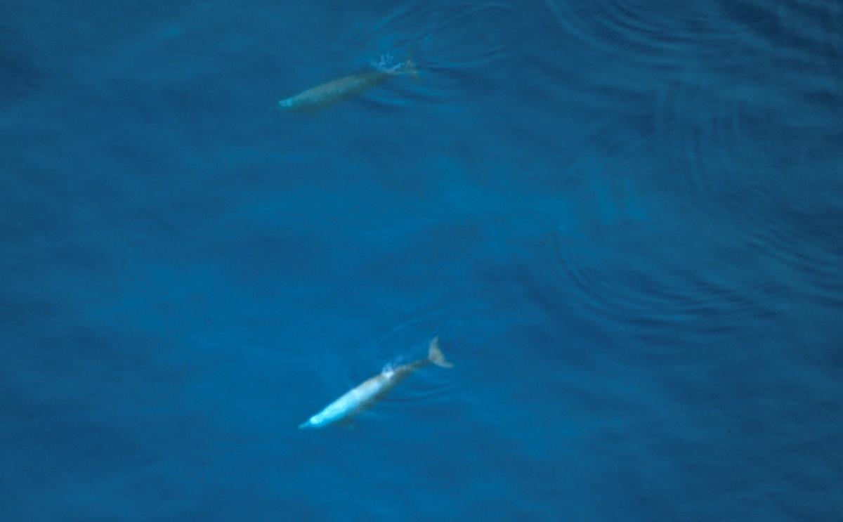 Cuvier's Beaked Whales are also extensively studied by marine biologists but are not currently listed as "threatened" or "endangered." (Courtesy NOAA Research Permit #779-163319346)