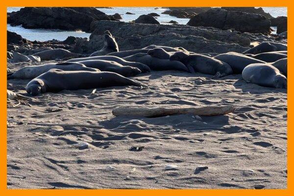 Encountering a colony of elephant seals on a beach was one of the serendipitous experiences resulting from poor planning. (Seth Liss/Los Angeles Times/TNS)