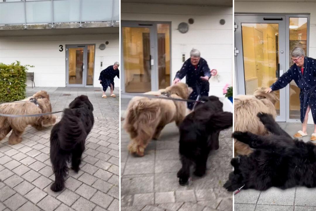 Gentle Giant Newfoundland Dogs Fall in Love With Grandma—And Their Adorable Cuddling Goes Viral