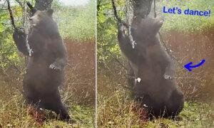 Hilarious Video: Wildlife Camera Captures Bear ‘Dancing’ in a Forest While Scratching Its Back