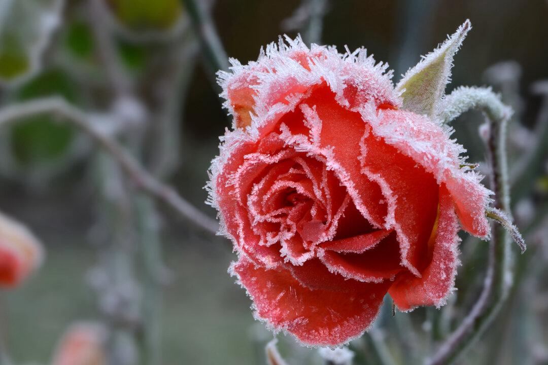Frosted Houseplants