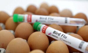 Mexico Reports First Outbreak of H5N1 Bird Flu on Poultry Farm