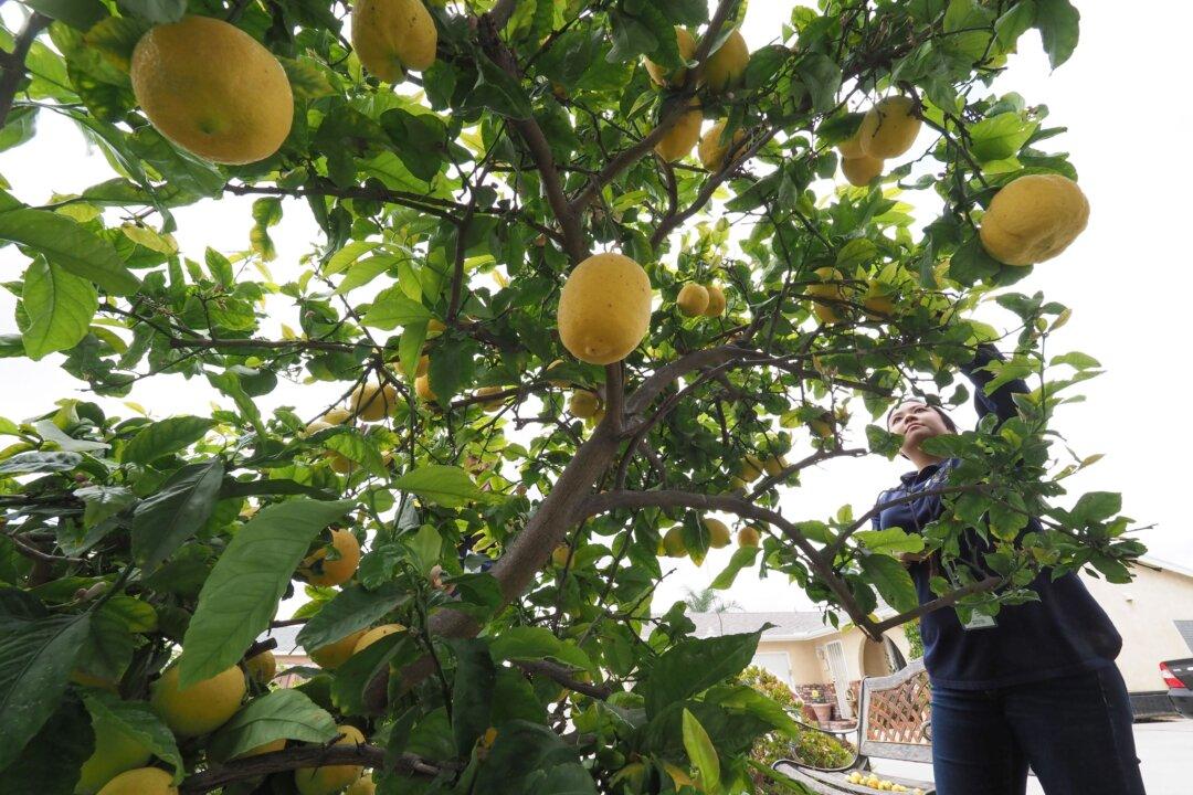 State to Strip Fruit From Trees at Thousands of Homes in San Bernardino County