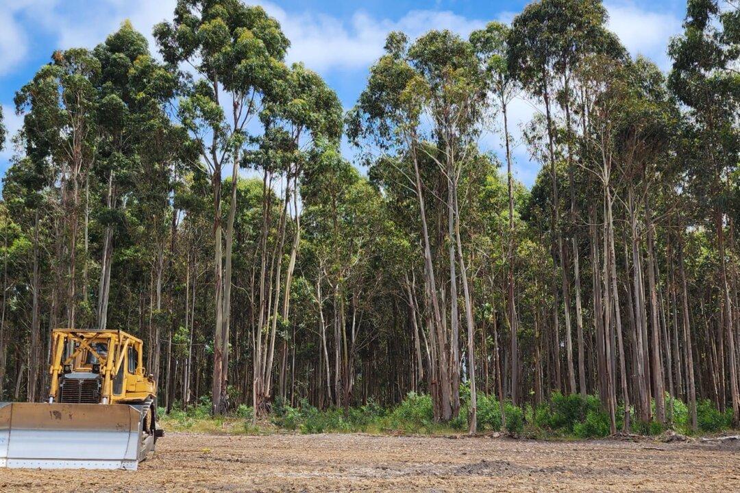 Judge Orders Logging Suspension in Tasmania Amid Legal Challenge