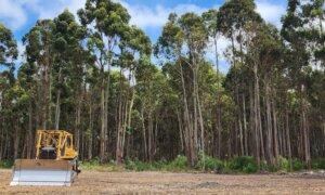 Judge Orders Logging Suspension in Tasmania Amid Legal Challenge