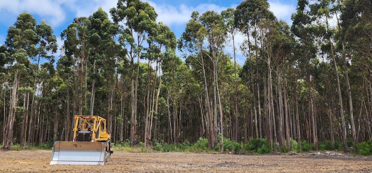 Judge Orders Logging Suspension in Tasmania Amid Legal Challenge