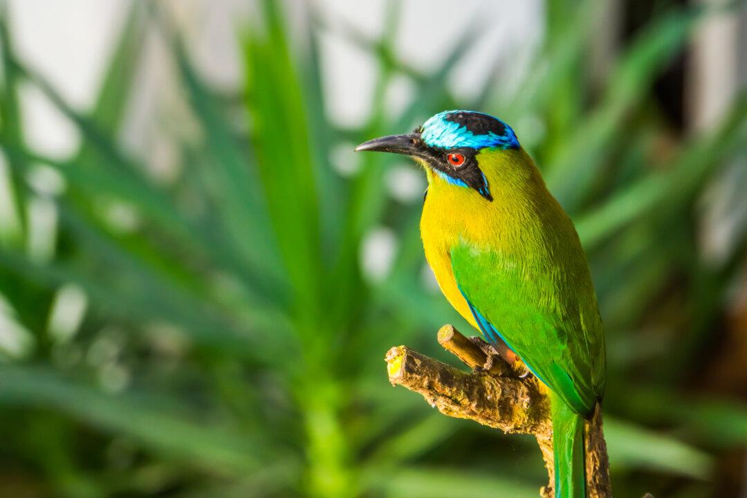 Bird-Watching in Panama Is a Feast for the Eyes