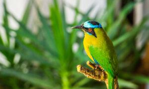 Bird-Watching in Panama Is a Feast for the Eyes