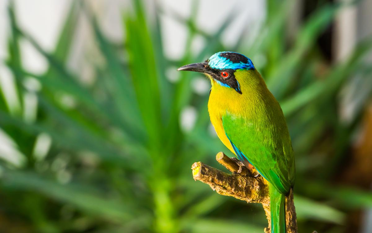 Bird-Watching in Panama Is a Feast for the Eyes