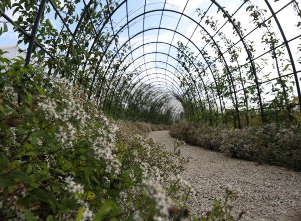 A crab apple tunnel is seen within the Mitsuzo and Kyoko Shida Evaluation Garden at the Chicago Botanic Garden. (Trent Sprague/Chicago Tribune/TNS)