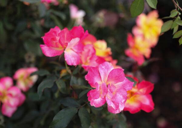 A rose grows in an evaluation bed in the Mitsuzo and Kyoko Shida Evaluation Garden. (Trent Sprague/Chicago Tribune/TNS)