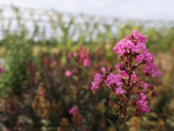 A crepe myrtle flower is seen within the Mitsuzo and Kyoko Shida Evaluation Garden on Oct. 4, 2023. (Trent Sprague/Chicago Tribune/TNS)
