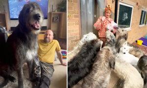 Couple Who Lives With 11 Irish Wolfhounds in a 3-Bedroom House Spends $19,300 a Year to Feed Them