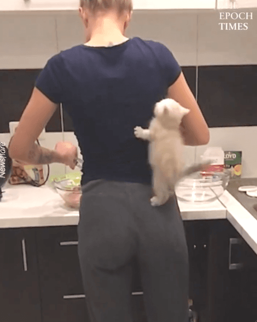 Tiny Kitten Shows Off His Climbing Skills to Help His Owner Make Dinner