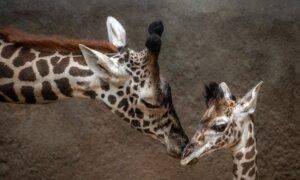 Los Angeles Zoo Debuts Baby Giraffe