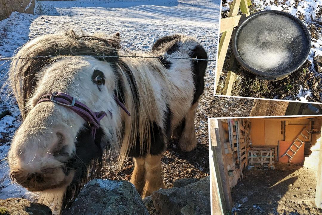 Neglected, Sick Pony Surviving on Moldy Hay in Snowy Barren Field Gets Rescued, Owners Sentenced