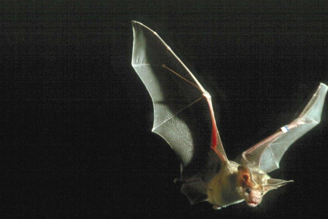 Pallid Bat Becomes One of California’s New State Symbols
