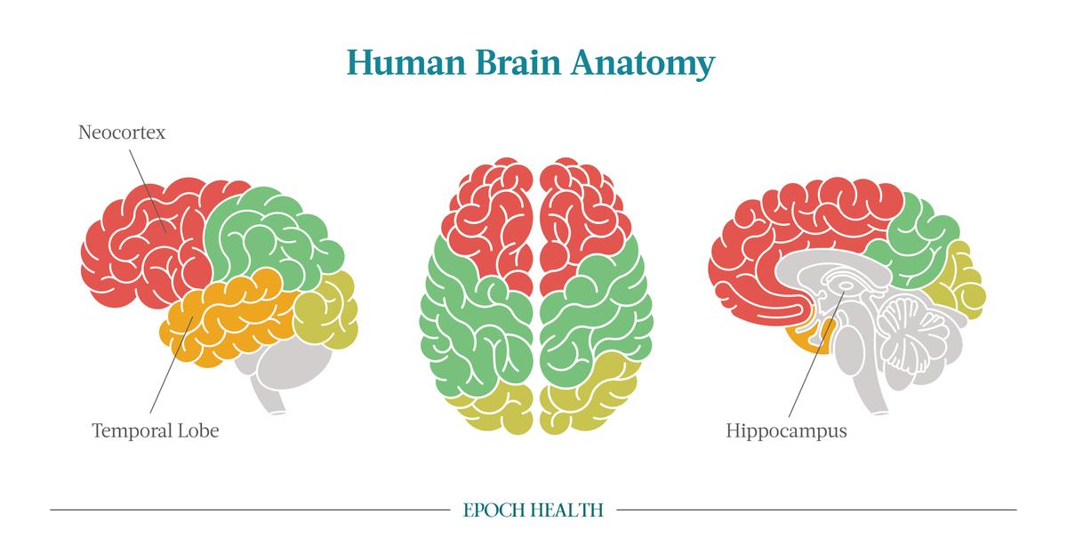  Regions in the brain. (Illustrations by The Epoch Times, Shutterstock)
