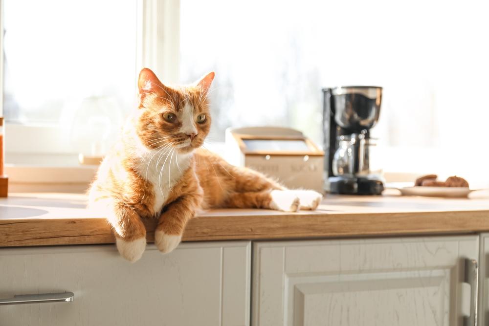 Cats are known to leap up on a counter and are definitely going to want to inspect the contents of any bowl or food container. (Pixel-Shot/Shutterstock)