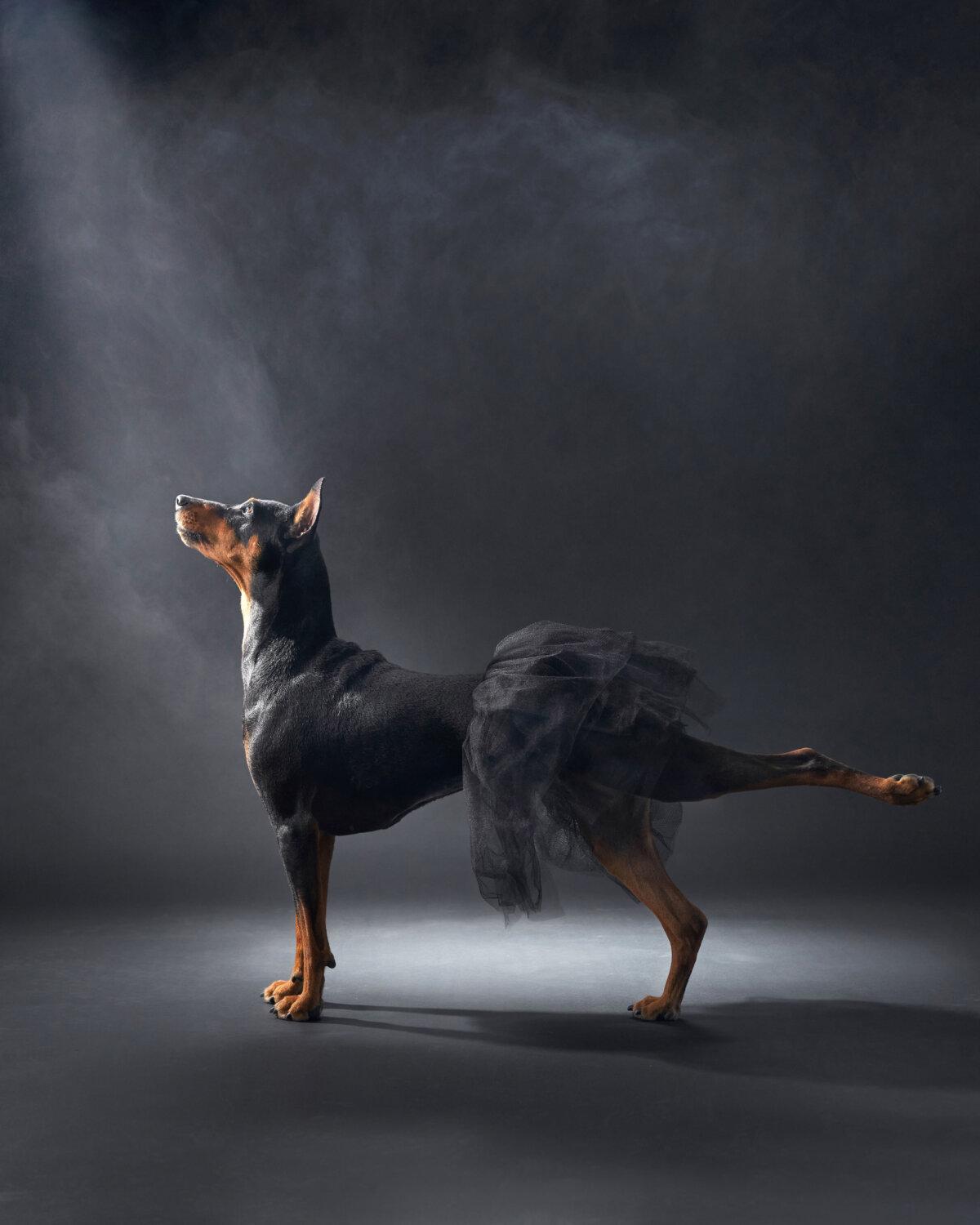 "Ballerina," by Anna Averianova. (Courtesy of Anna Averianova, Dog Photography Awards)