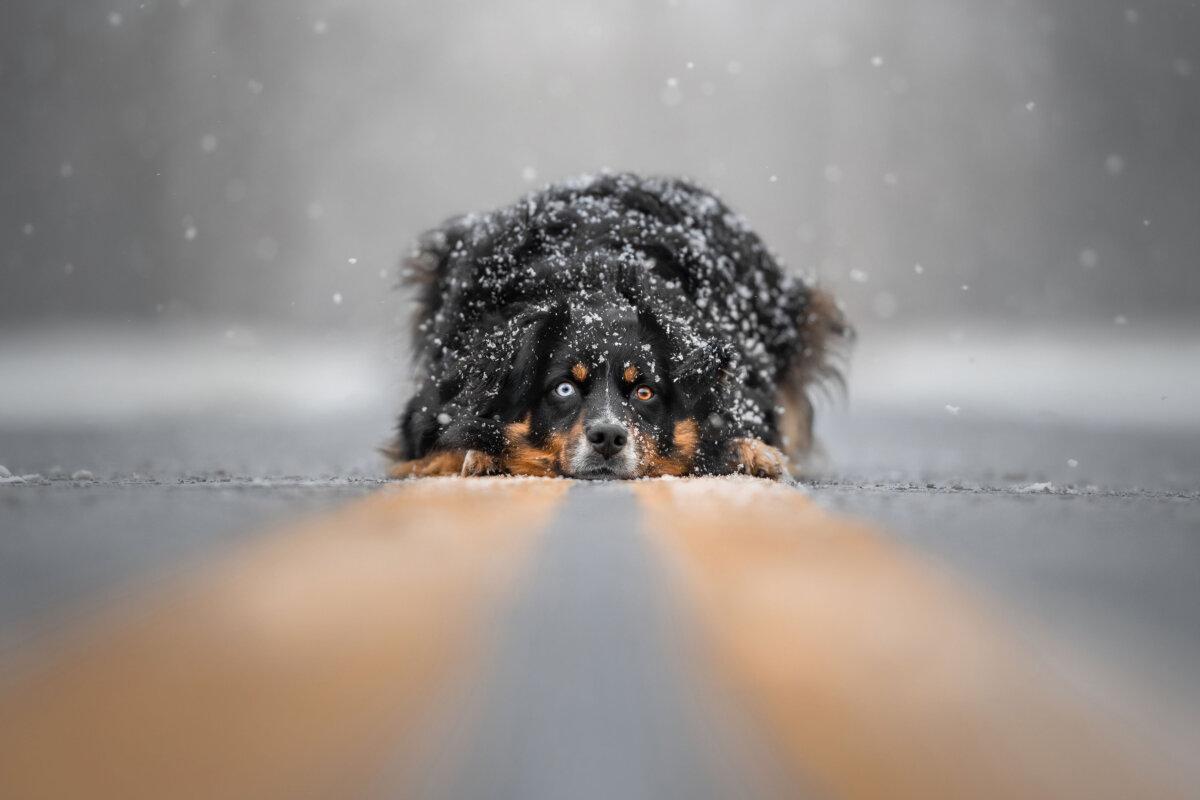 "Serene Snowfall," by Grace Fieselman. (Courtesy of Grace Fieselman, Dog Photography Awards)