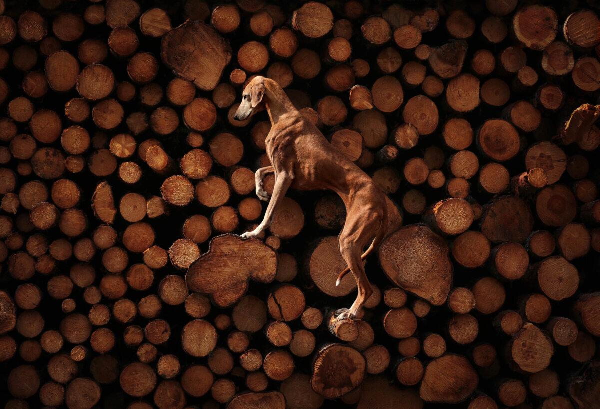 "Ascending Serenity," by Sanna Sander. (Courtesy of Sanna Sander, Dog Photography Awards)