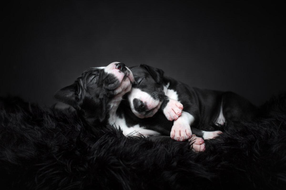"Puppy Love," by Tuss Bennergard. (Courtesy of Tuss Bennergard, Dog Photography Awards)
